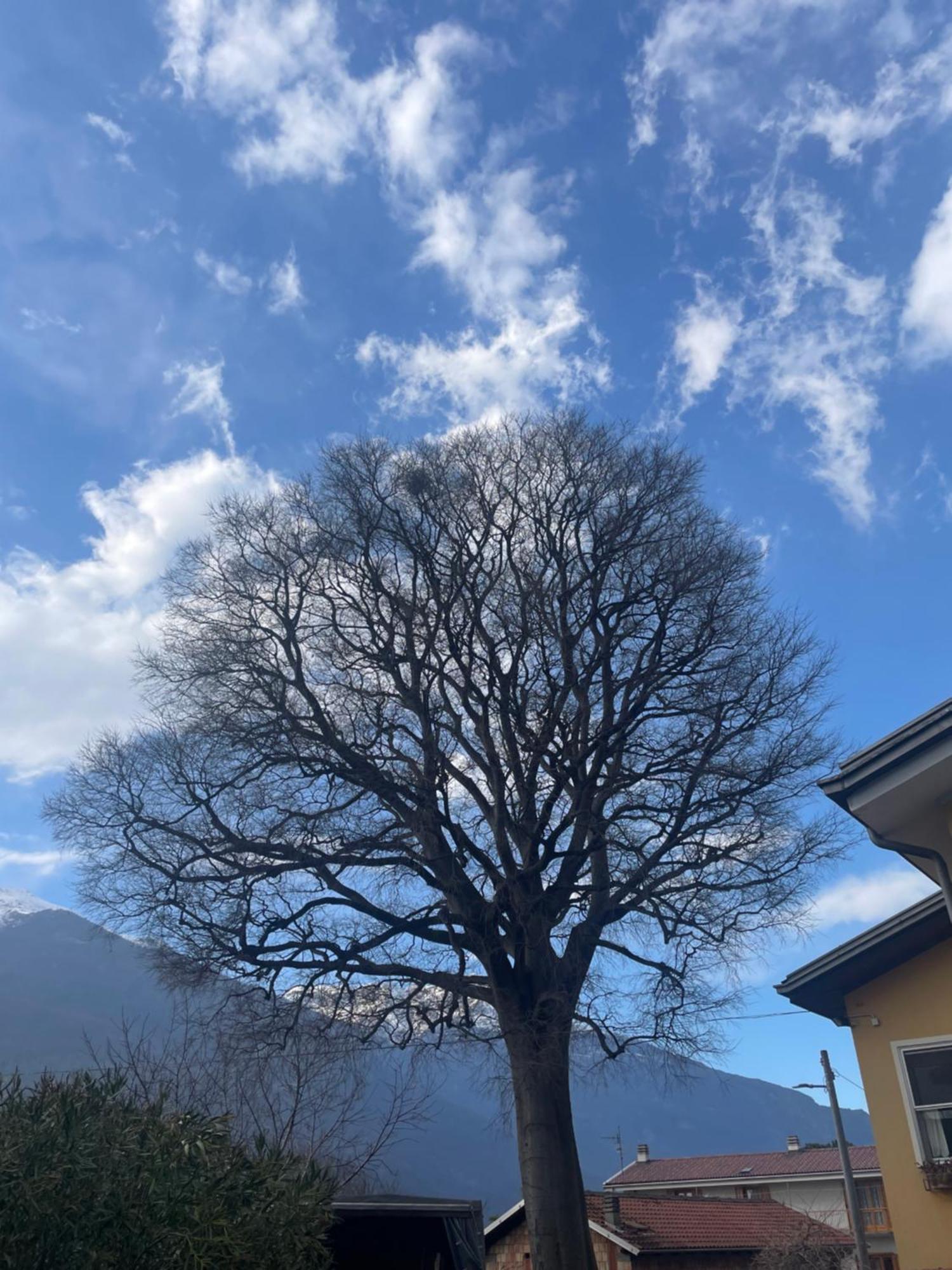 Bed & Breakfast L'albero Maestro