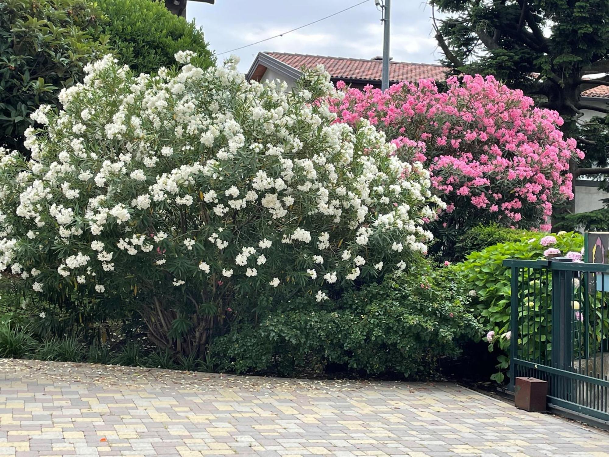 L'albero Maestro Bed & Breakfast Borgofranco d'Ivrea